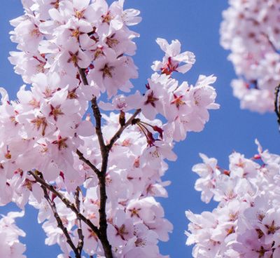 樱花日本头像：是花