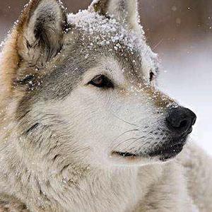 白狼头像可爱动物：岁岁平安可不够我要岁岁有你