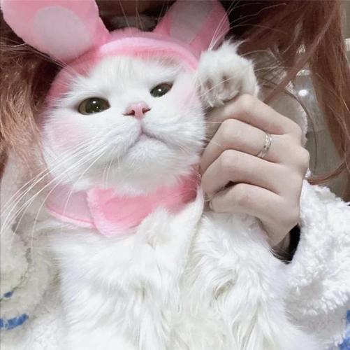 女生抱猫咪头像真实版：人总是把最好的东西糟蹋以后