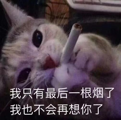 猫叼着烟的的头像： 如果你喜欢一个人却得不到他的回应