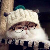 戴帽子可爱小猫头像：小可爱们