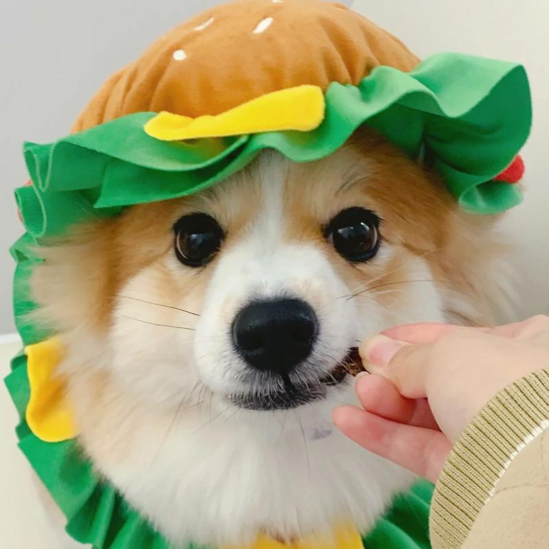 狗吃汉堡的微信头像：太多的情话让人矫情