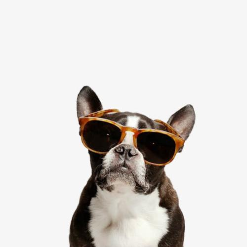 小狗戴眼镜头像海边：放手给你所有碧海蓝天。