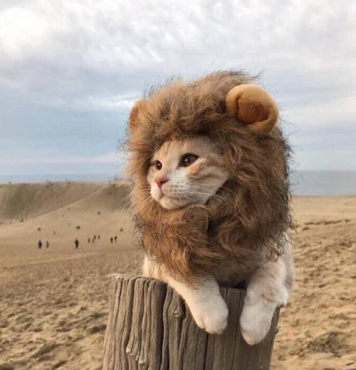 小猫狮子服头像： 所有人都祝你快乐我只愿你遍历山河觉得人间值得。