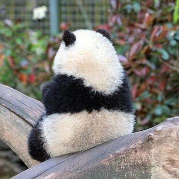 大熊猫可以做头像吗：有狗狗在身边的日子