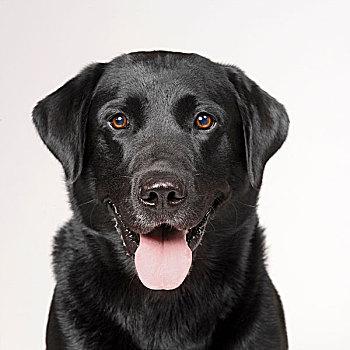 一条黑狗的头像图片：最好的地方