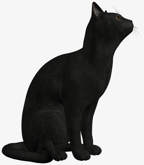 直立坐着的黑色猫咪头像：立春到