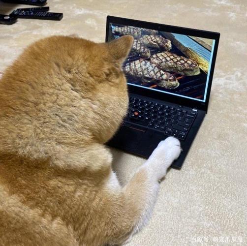 一只狗坐在电脑前的头像高清：从小家里人就教导我：“钱要放好
