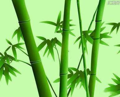 超级好看的竹子背景图头像：生命中最重要的那个人