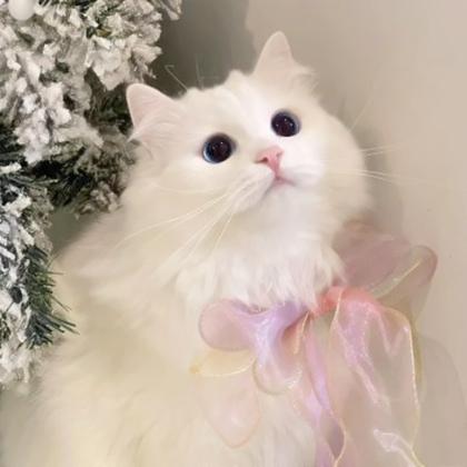 白色波斯猫头像可爱图片：我没办法边走边爱