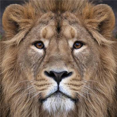 衣冠禽兽狮子系列头像高清： 我想让你见识一下什么是真正的勇敢
