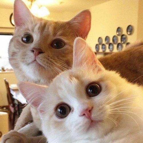 两只猫咪头像意味着啥：当好朋友有了对象以后
