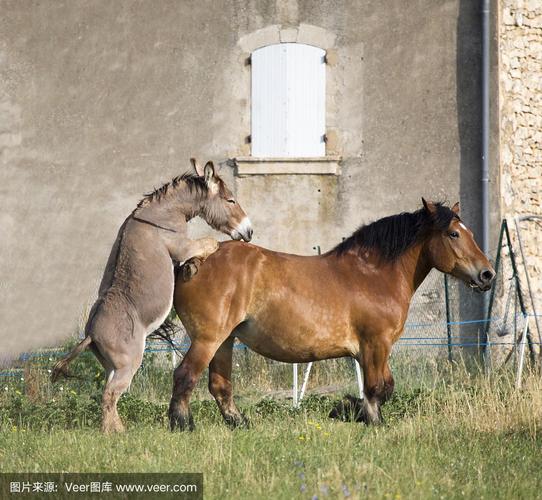 马跟驴的头像图片：你放不下的人 或许早已找到了代替你的人。