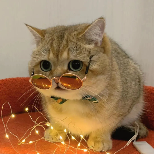 戴眼镜猫玩偶头像： 难过的时候
