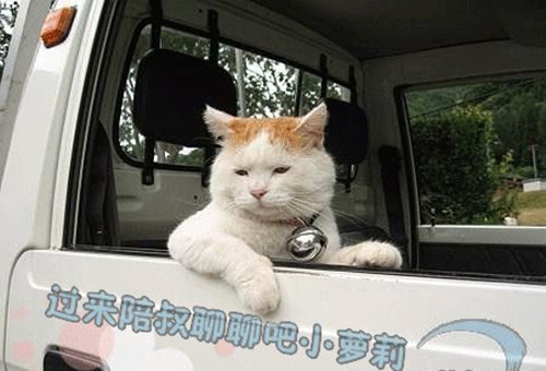 小猪佩奇原型真实身份